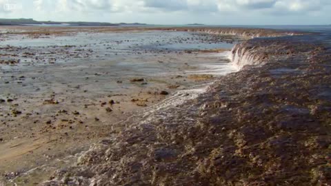 Extraordinary Octopus Takes To Land - The Hunt - BBC Earth_Cut