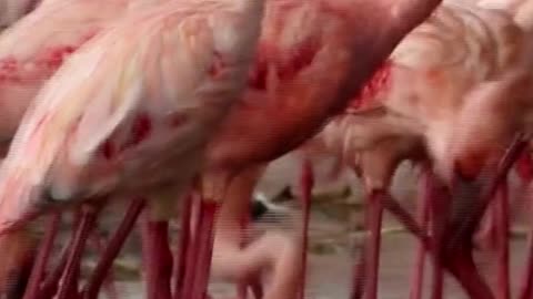 Is it true? Does a Flamingo feed blood to its baby?