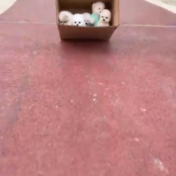 Cute and Funny Pomeranian Videos 77 #shorts