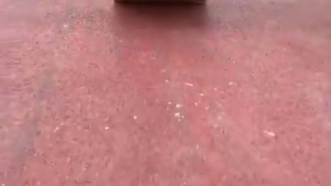 Cute and Funny Pomeranian Videos 77 #shorts