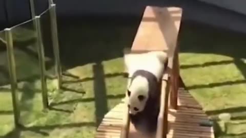 Funny panda sliding