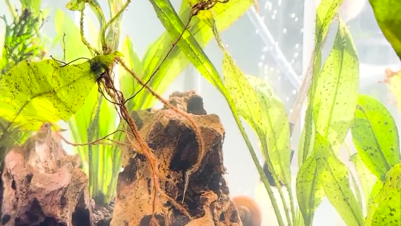 Rescue fish completely changes color after heโs adopted ๐