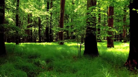 Walking in Forest | Nature video 😊 | Green #Greentrees