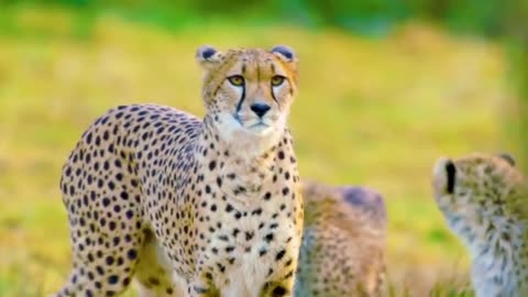 12K HDR 60FPS DOLBY VISION - COLORFUL WORLD ANIMALS - ANIMALS SOUNDS