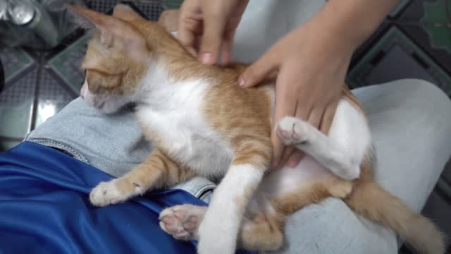 Cute Animal's funny video