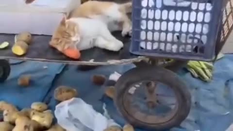 Cat 🐈 funny video