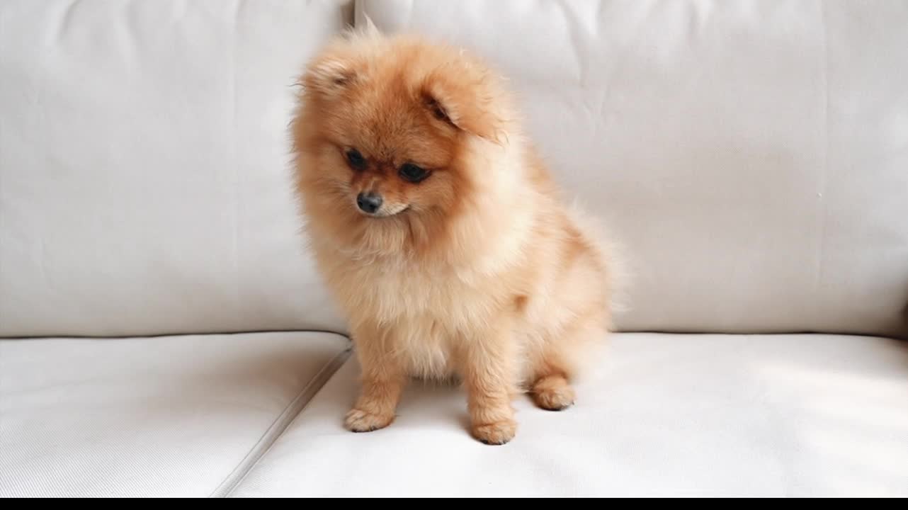 Cute baby dog 🐶