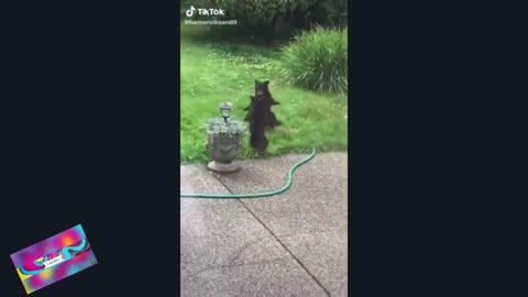 Funny, Animals, Funniest Animals, Funny Videos