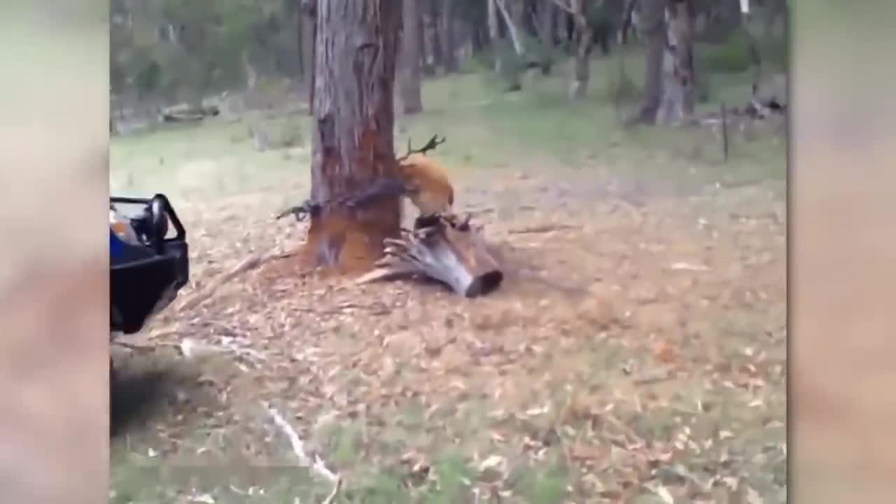 Animals that aske People for help