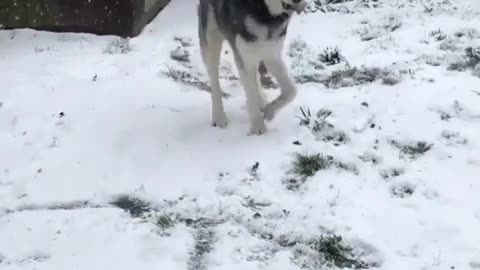 Dogs are very cute