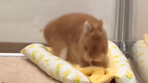 Playing with Bunny 🐇