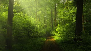Guided Meditation: Body Scan