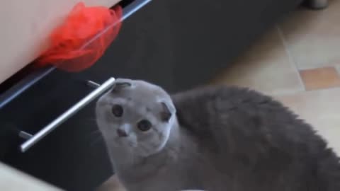 funny curious cats