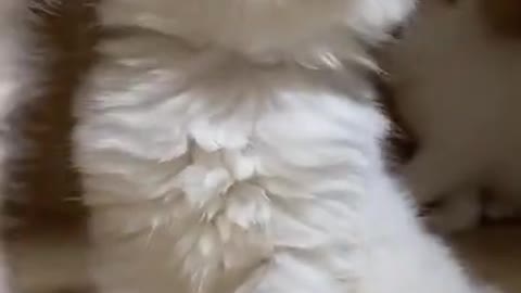 AWW SO CUTE! Cutest baby animals Videos Compilation Cute moment of the Animals - Cutest Animal