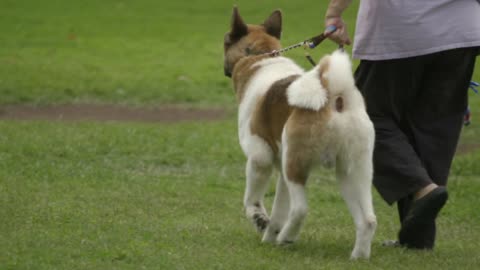 AKITA THE JAPANESE BEAR DOG