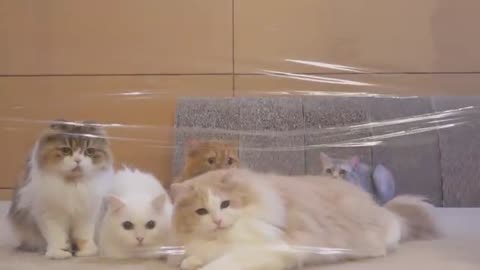 Cats vs invisible wall