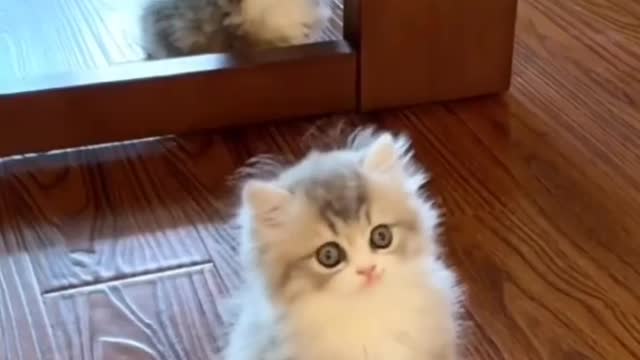 Kitty cat
