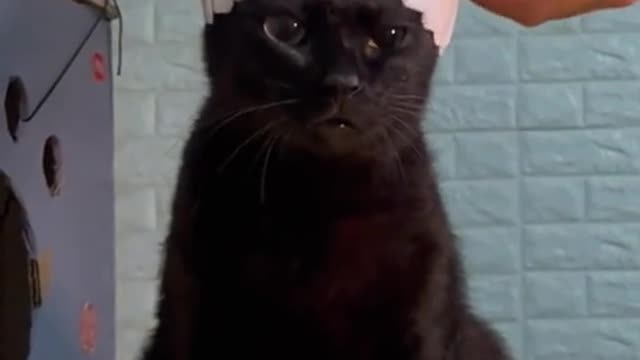Cute 🥰#blackcat #catsoftiktok #cat #cats #catlover