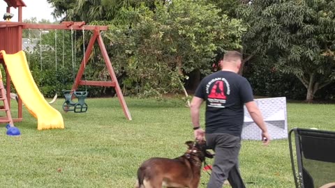 Have Variations With Your Dog’s Routines