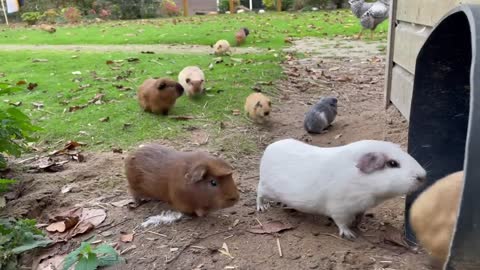 Guinea Pig Exit & Enter The Tube