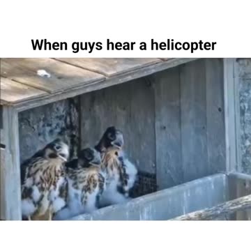 "Flying Feathers: The Surprising Encounter of a Hen and a Helicopter"