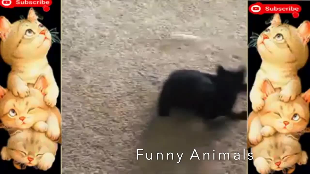 Funny Home Animal