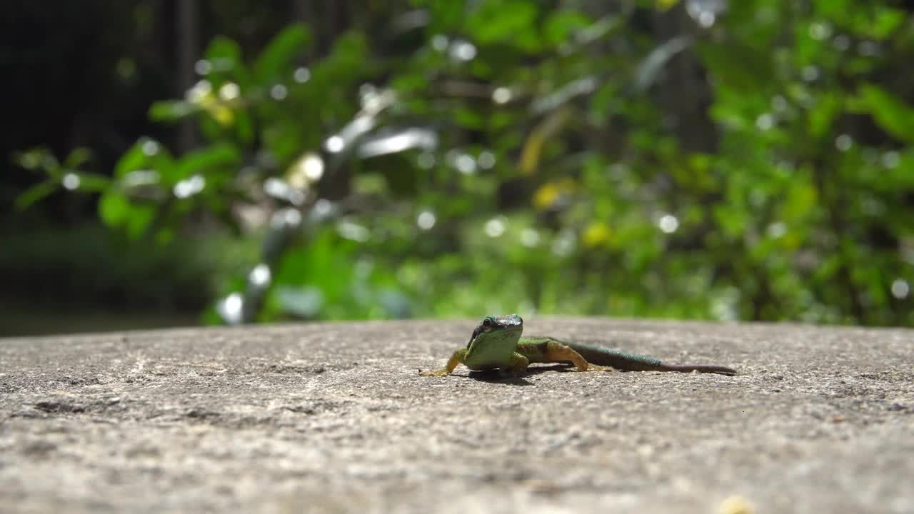 Gecko Basking in Sunshine