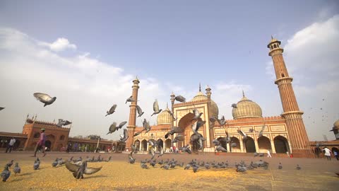 Flock of Pigeons in Front of Jama Masjid