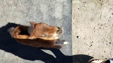 Baby miniature horse chasing me