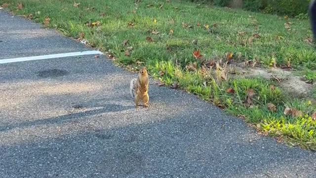 He/she was looking for Sab so they can play