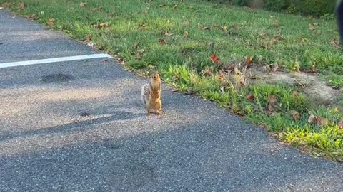 He/she was looking for Sab so they can play