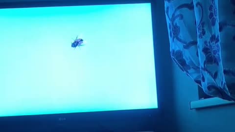 Cat and Fly #cat #flyingbeast