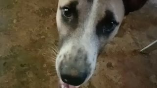 A playful dog