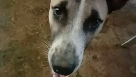 A playful dog