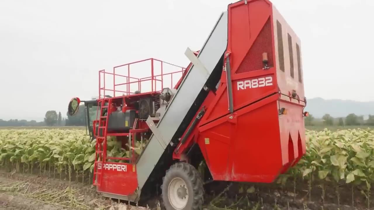 Traditional Agriculture Technique - Tobacco Farming and Harvest - Tobacco Leaf Processing Technique