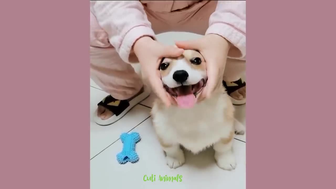 Funny cats 😂 and dogs 😁🤣