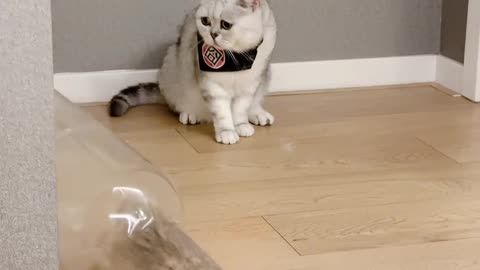 funny cats baby
