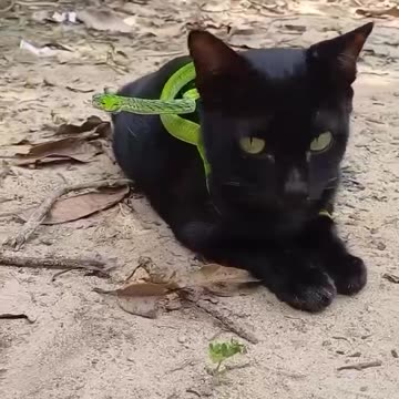 Which has the upper hand here?