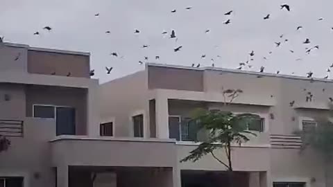 Birds flying | beautiful view