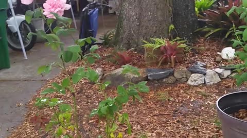 Rose Bush Root Stock