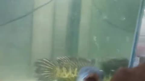 channa (predatrorfish)