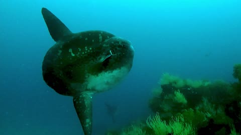 MOLA MOLA fish call