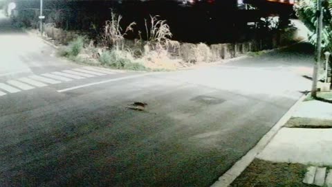 GAVIÃO TENTANDO PEGAR O GATO