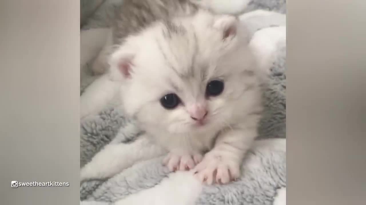 Funny kitten