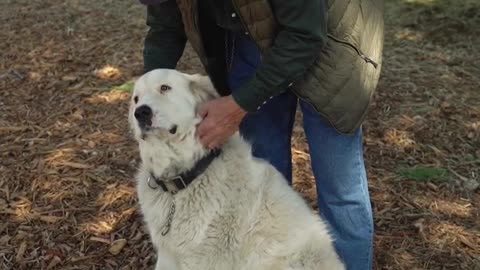 Man Petting a Dog