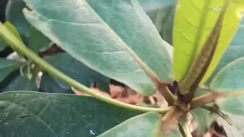 Tropical almond plant