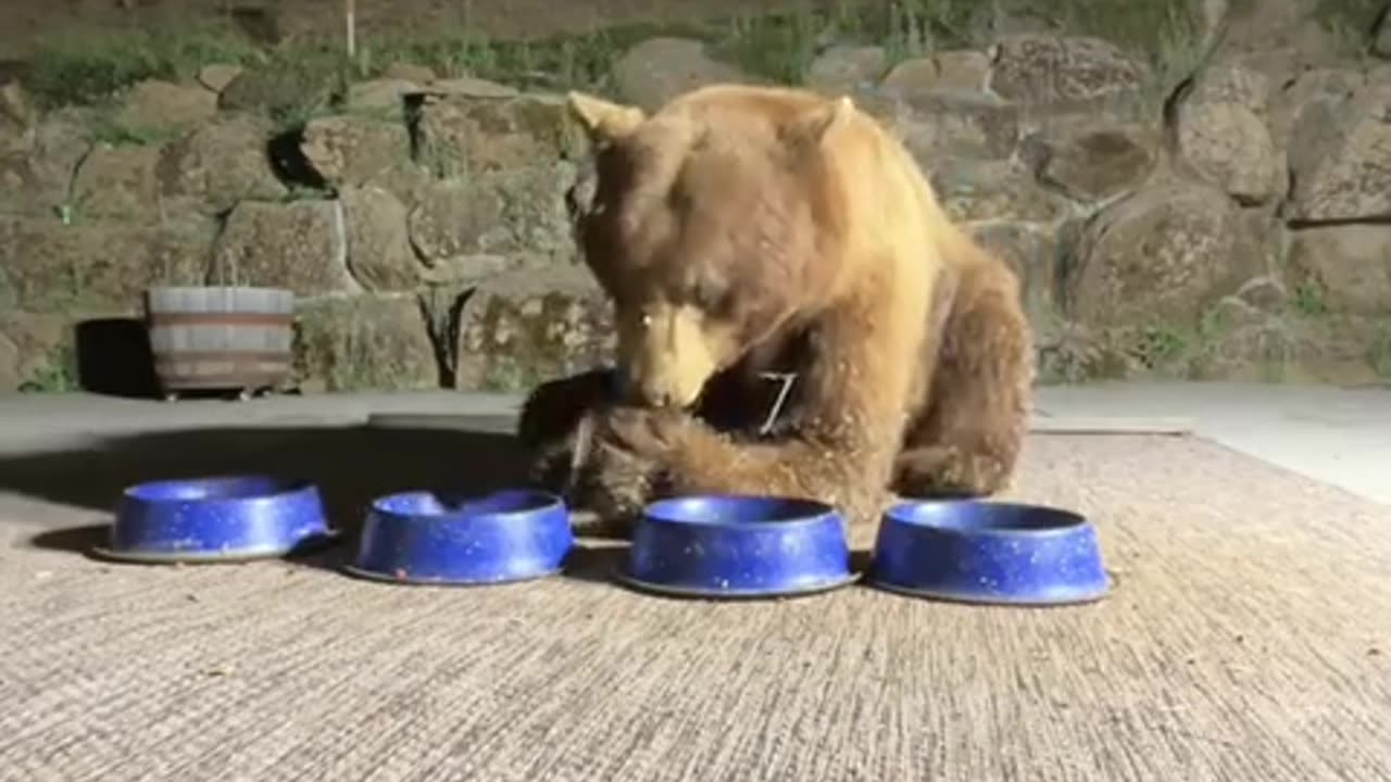 Variety of Animals come here to Drink Water