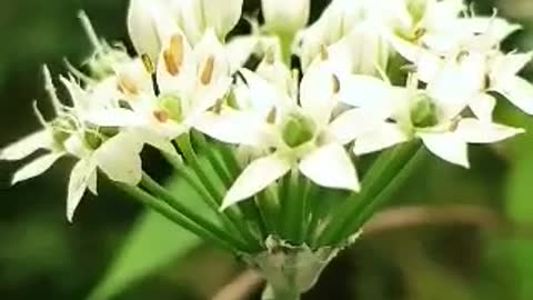 Korea nature