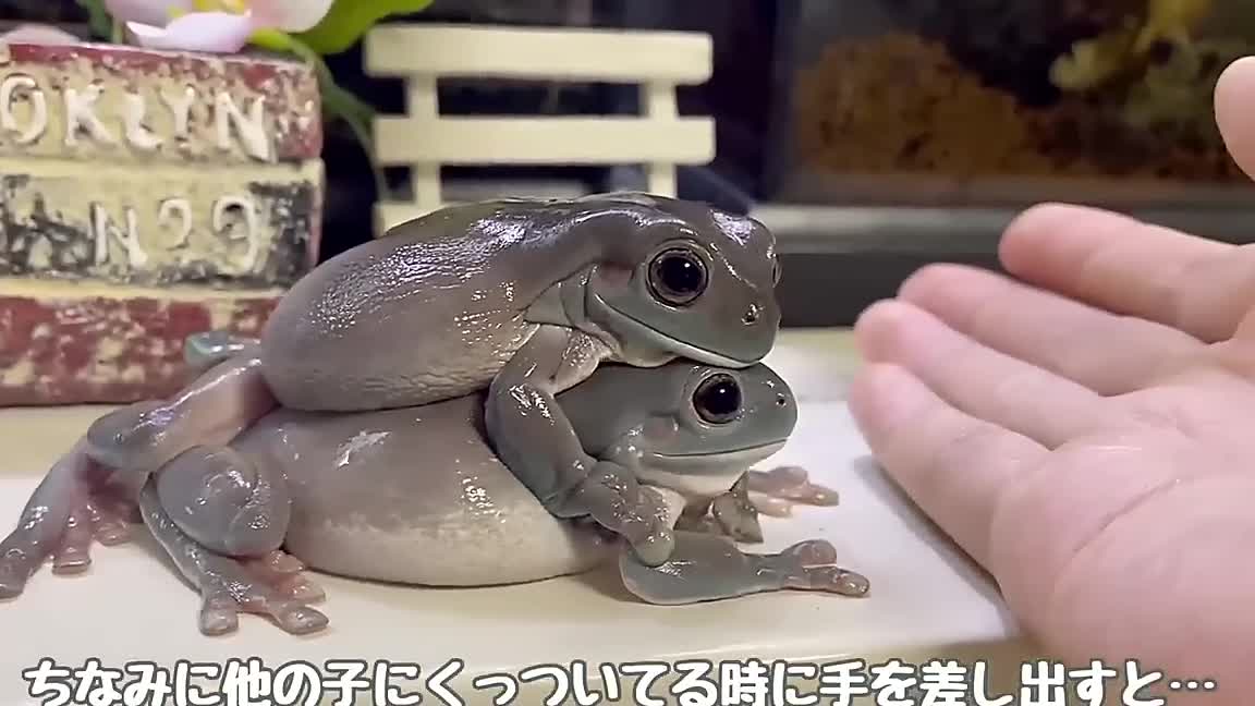 A frog that loves its owner so much that it won't come down from his hand is too cute