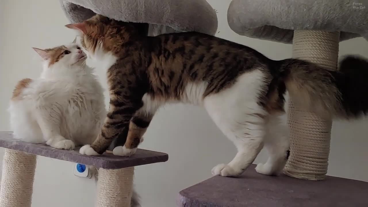 They fight and Humans watch their tails